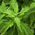 En gros de l&#39;huile de catnip à l&#39;huile Nepeta de qualité 100% de qualité 100%